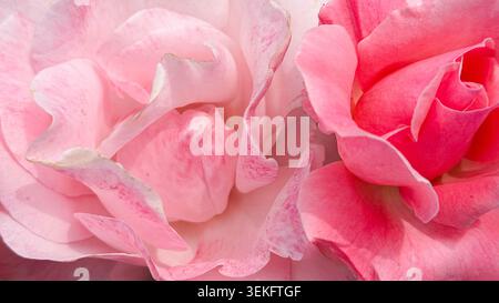 Aus nächster Nähe rosa Rosen mit zarten Blütenblättern mit komplexen Texturen und weichen Farbtönen, wunderschön angeordnet vor hellem Hintergrund Stockfoto