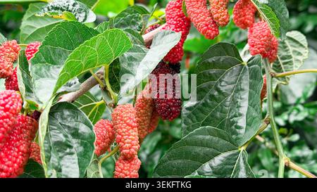 Aus nächster Nähe sehen Sie reife Maulbeeren, die an einem Zweig hängen, umgeben von üppig grünen Blättern in einer natürlichen Umgebung im Freien Stockfoto