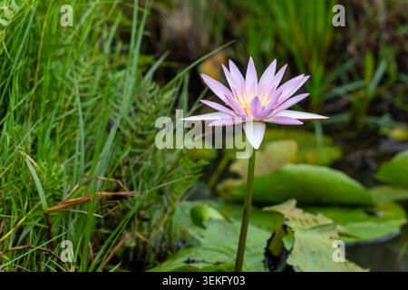 Seerose öffnet ihre violetten und gelben Blüten, erhebt sich über Lilienpads und grüne Wasserpflanzen in einem ruhigen natürlichen Teich, symbolisiert Reinheit und wächst Stockfoto
