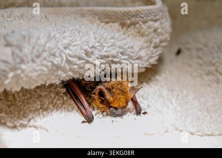 Kuhls Pipistrelle (Pipistrellus kuhlii), die Wärme und Zuflucht findet und sich bequem auf einem weichen weißen Handtuch ausruht und sich auf Themen der Tierrettung konzentriert, Stockfoto