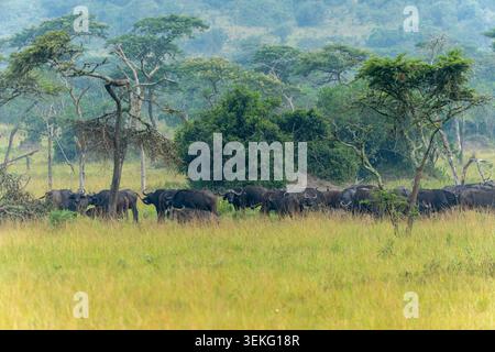 Afrikanische Büffelherde (Syncerus Caffer) weidet durch goldene Savannengraswiesen, unter verstreuten Akazienbäumen und üppig grünen Hügeln, die häufig sind Stockfoto