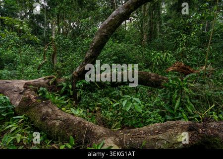 Alte Baumstämme liegen auf dem dichten, üppigen Dschungel-Boden, bedeckt mit Moos und umgeben von üppigem grünem Laub, die Konzepte von Wildnis, Gros betonen Stockfoto