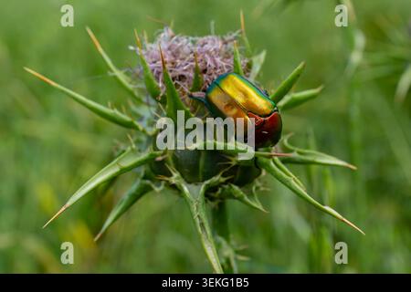 Protaetia cuprea, auch bekannt als Kupferscheuer, ist eine Art von Scheuern aus der Familie der Scarabaeidae. Diese Art ist auch bekannt als Rosenscheuer Ph Stockfoto