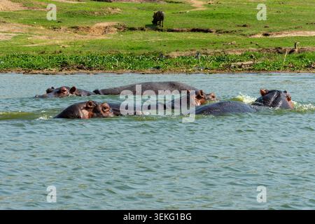 Die Nilpferdherde bleibt kühl und teilweise im grünen Wasser des Kazinga Canal, Queen Elizabeth National Park, Uganda, Afrika, mit üppigem Grün untergetaucht Stockfoto