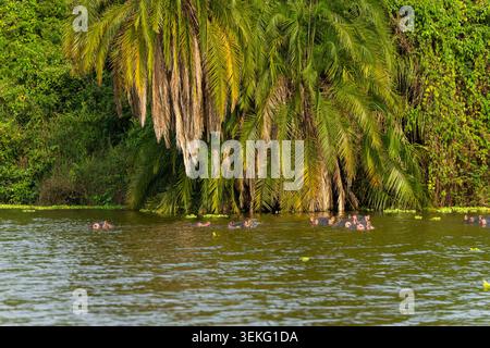 Die Nilpferdherde bleibt kühl und teilweise im grünen Wasser des Kazinga Canal, Queen Elizabeth National Park, Uganda, Afrika, mit üppigem Grün untergetaucht Stockfoto