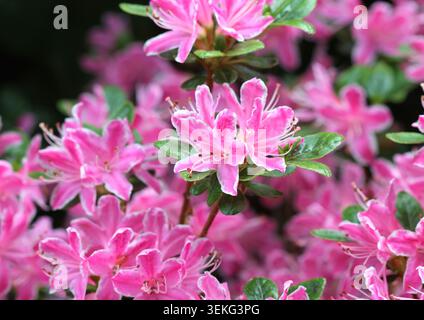 Eine Nahaufnahme von Azalea 'Kermesina Rose' Stockfoto