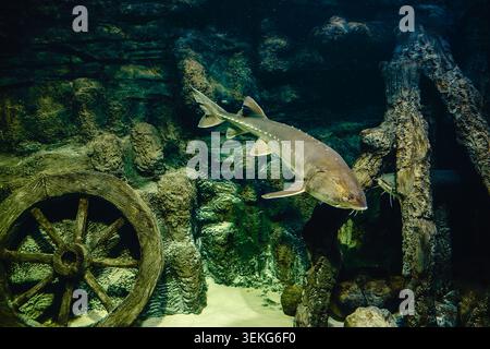 Kaluga-Störe, huso dauricus. Sturgeon schwimmt in einem großen Aquarium im Ozeanarium. Stockfoto