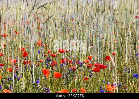 Getreidefeld mit blühendem roten Mohn und blauen Kornblumen in Deutschland Stockfoto