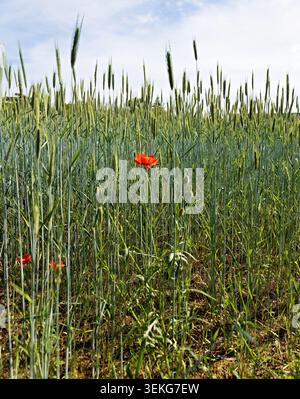 Getreidefeld mit blühendem roten Mohn im Sommer in Deutschland Stockfoto