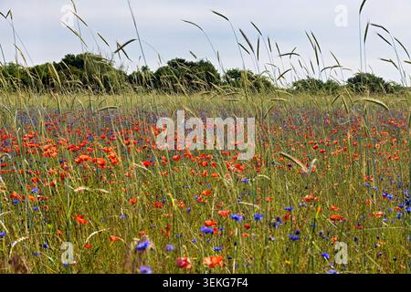 Getreidefeld mit blühendem roten Mohn und blauen Kornblumen in Deutschland Stockfoto