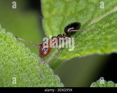 Extremes Makro einer Tischlerameise, die zwischen zwei grünen Blättern kreuzt, zeigt detaillierte Anatomie einschließlich Augen und Körperstruktur. Stockfoto