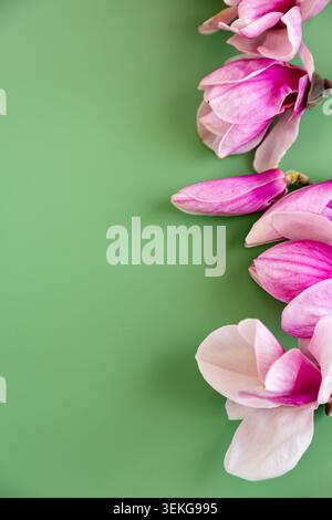 Minimale Frühjahrsmnolienblüten-Zusammensetzung auf weichgrünem Hintergrund. Stockfoto