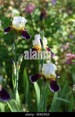 Iris im Blumenbeet Stockfoto