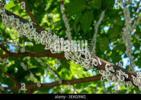 Baumwollfäden von Coccidae Insekt Takahashia Japonica auf einem Baum in Mailand, Italien Stockfoto