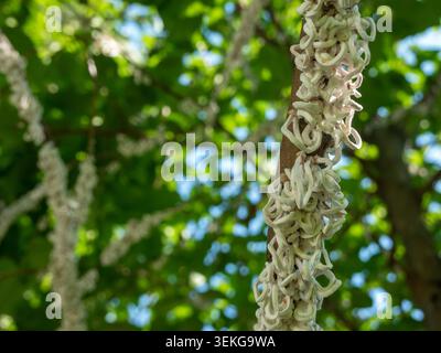 Baumwollfäden von Coccidae Insekt Takahashia Japonica auf einem Baum in Mailand, Italien Stockfoto