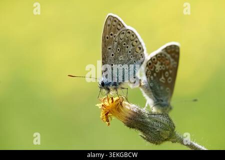 Gewöhnliche blaue Schmetterlinge paaren sich auf der Blume Stockfoto
