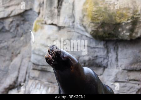 Seelöwe im Profil mit offenem Mund, der einen kleinen Fisch fängt, Barthaare vor felsigen Klippen sichtbar, Wildtiere, Outdoor-Aquarium oder Küste Stockfoto