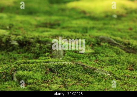 Saiho-JI (Moostempel), Kyoto Japan. Die Sonnenfilter überdecken dickes Moos auf alten Baumstümpfen, warmes Licht bedeckt sanfte grüne Hügel. Stockfoto