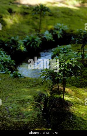 Saiho-JI (Moostempel), Kyoto Japan. Die Sonnenfilter überdecken dickes Moos auf alten Baumstümpfen, warmes Licht bedeckt sanfte grüne Hügel. Stockfoto