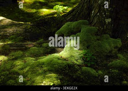 Saiho-JI (Moostempel), Kyoto Japan. Die Sonnenfilter überdecken dickes Moos auf alten Baumstümpfen, warmes Licht bedeckt sanfte grüne Hügel. Stockfoto