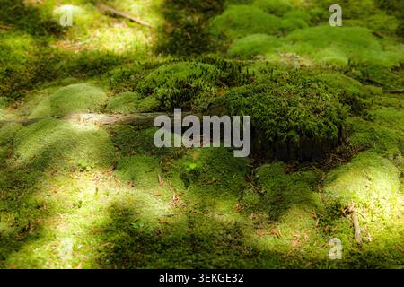 Saiho-JI (Moostempel), Kyoto Japan. Die Sonnenfilter überdecken dickes Moos auf alten Baumstümpfen, warmes Licht bedeckt sanfte grüne Hügel. Stockfoto