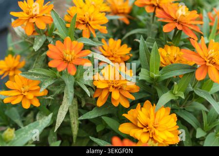 Leuchtende orangefarbene Zinnia-Blüten blühen im Sommergarten Stockfoto