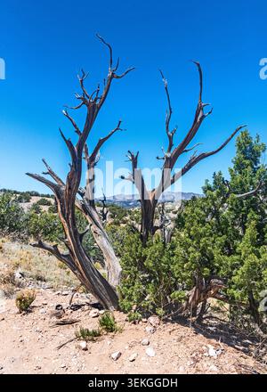 Kasha-Katuwe, Tent Rocks, National Monument, Mexiko, USA Stockfoto