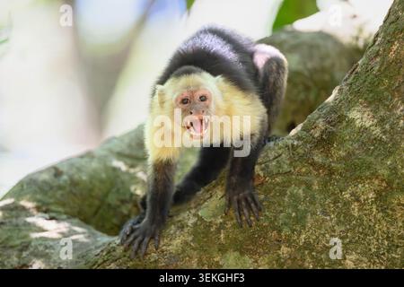 Ein panamaischer Kapuzineraffe (Cebus-Imitator) in einem Baum, der seine Zähne in Costa Rica zeigt. Stockfoto
