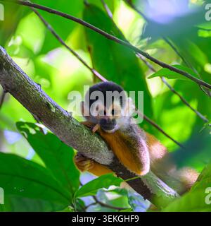 Nahaufnahme eines zentralamerikanischen Eichhörnchenaffen (Saimiri oerstedii), der in einem Baum in Costa Rica liegt. Stockfoto