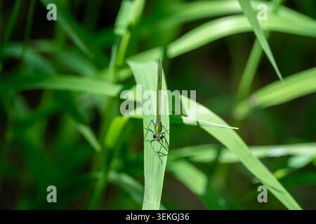 Emale Banded Demoiselle Calopteryx Splendens auf Schilfklinge, grün schillerndes Makroporträt, Libelle Stockfoto