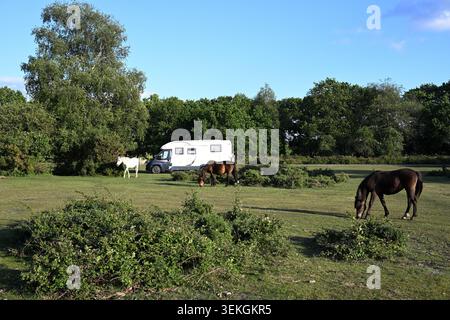 New Forest Ponys weiden neben einem Wohnmobil auf dem Roundhill Campsite bei Brockenhurst im New Forest National Park, Hampshire, England, Großbritannien Stockfoto