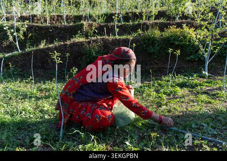 Eine ältere Pahari-Frau, die ein traditionelles Kopftuch (Dhathu) und leuchtend rote Kleidung trägt, erntet frisches Blattgemüse (Saag) in ihrer Bio-Terrassenfarm. Stockfoto