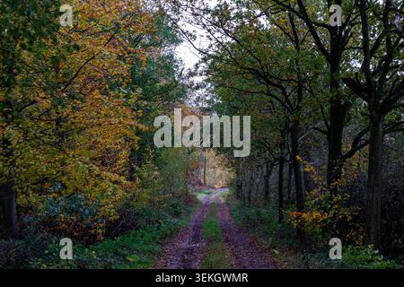 Waldweg gesäumt von Herbstlaub in Gold Orange und Rot entlang des Leeds Country Way Stockfoto