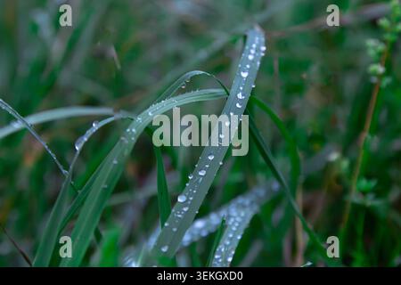 Dieses wunderschöne Makrofoto zeigt lange grüne Grasklingen, die nach einem frischen Sommerregen mit unberührten Wassertropfen bedeckt sind. Die Kamera ist in einem niedrigen Winkel positioniert und fokussiert genau auf den Stockfoto