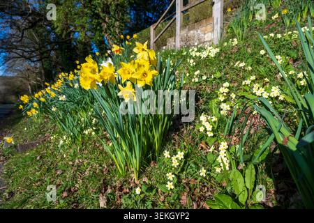 Leuchtend gelbe Narzissen und Primeln sorgen für eine schöne Frühlingsschau auf einer sonnigen Bank Stockfoto