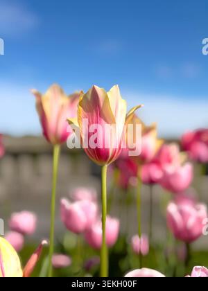 Rosafarbene und gelbe Tulpen blühen in einem sonnigen Garten unter einem klaren blauen Himmel und erröten Lady Stockfoto