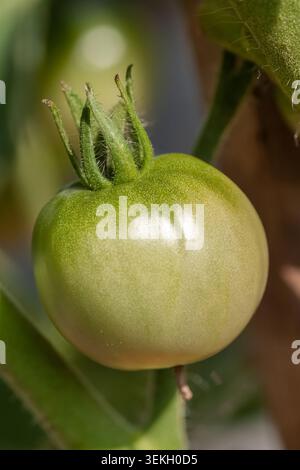 Makroaufnahme einer einzigen grünen unreifen Tomate, die auf der Weinrebe in einem Garten im Hinterhof wächst Stockfoto