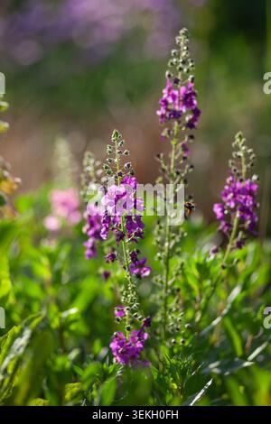 Wunderschönes Frühlingsblumenbeet mit blühenden verbascum-Blüten. Dekorative Gartenlandschaft im Mai Stockfoto