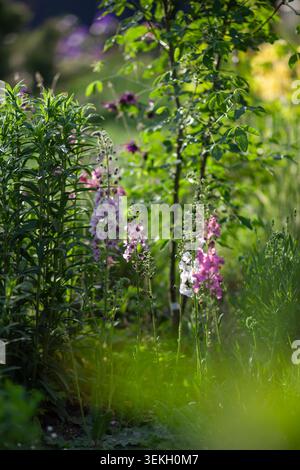Wunderschönes Frühlingsblumenbeet mit blühenden verbascum- und Aquilegienblüten. Dekorative Gartenlandschaft im Mai Stockfoto