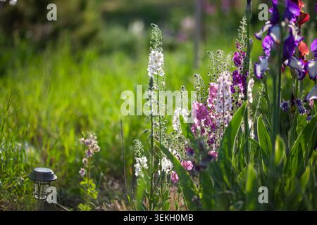 Wunderschönes Frühlingsblumenbeet mit blühenden bärtigen Iris, verbascum und Aquilegia Blumen. Dekorative Gartenlandschaft im Mai Stockfoto