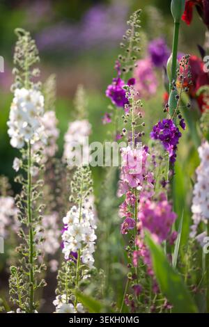 Wunderschönes Frühlingsblumenbeet mit blühenden verbascum-Blüten. Dekorative Gartenlandschaft im Mai Stockfoto
