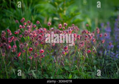 Geum Bell Bank blüht im Frühlingsgarten bei Sonnenuntergang. Rosa rote Blüten wachsen in Gruppe von nepeta-Katzenminze Stockfoto