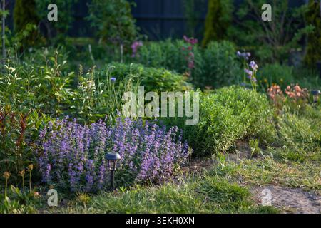 Lila nepeta blüht von Gums, verbascum, Aquilegia im Frühlingsgarten. Mehrjährige Pflanzen blühen bei Sonnenuntergang auf dem Blumenbeet Stockfoto