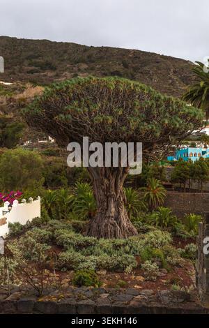 Ein reifer Drachenbaum (Dracaena draco), der in einem traditionellen Garten auf Teneriffa auf den Kanarischen Inseln wächst. Diese ikonische Art ist in Macaronesien heimisch und ist Stockfoto