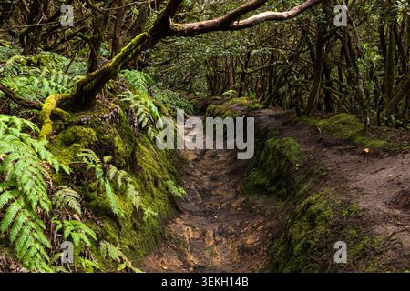 Schmaler Wanderweg, der sich durch dichten moosigen Lorbeerwald im Anaga Rural Park, Teneriffa, Kanarischen Inseln, Spanien schlängelt. Stockfoto
