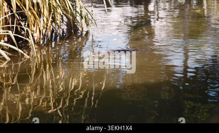 Asiatischer Wassermonitor, der in einem trüben Kanalwasser in der Nähe grüner Pflanzen schwimmt Stockfoto