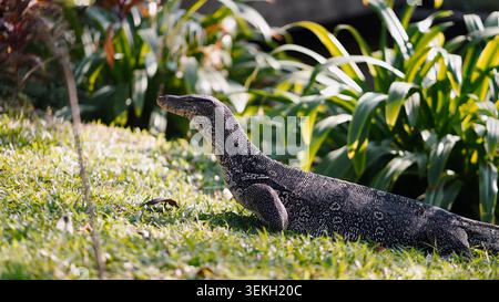 Asiatischer Wassermonitor Eidechse, die auf Gras im Park mit grünen Pflanzen läuft Stockfoto