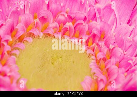 Makroansicht mit leuchtenden rosafarbenen Gerbera-Blüten und gelber Mitte Stockfoto