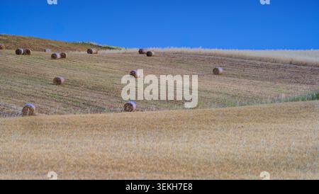 Sanfte Hügel, bedeckt mit goldenem Gras. Klarer blauer Himmel über dem Feld. Heuballen liegen verstreut am Hang. Keine Leute in dieser Szene. Idee Stockfoto