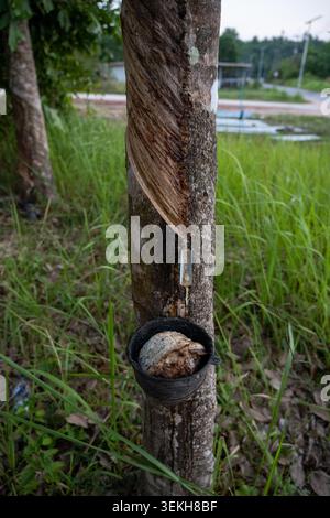 Gummibaumstamm mit Gewindeschneidschnitt und Auffangbecher im Plantagenbereich. Latex-Ernteprozess ist sichtbar. Stockfoto
